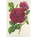 Rose Triomphe d'Amiens - Charles Antoine Lemaire — Ansicht des Kunstwerks
