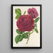 Rose Triomphe d'Amiens - Charles Antoine Lemaire — gerahmtes Bild an der Wand
