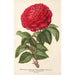 Rose Hybride Remontant Monsieur Journeaux - Charles Antoine Lemaire — Ansicht des Kunstwerks