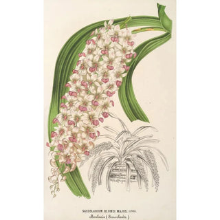 Charles Antoine Lemaire - Saccolabium Blumei var majus.webp