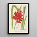 Schizostylis coccinea W. H. Harvey - Charles Antoine Lemaire — quadro incorniciato alla parete
