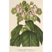 Reproduktion des Gemäldes Sciadocalyx digitaliflora - Charles Antoine Lemaire