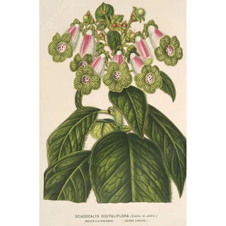 Charles Antoine Lemaire - Sciadocalyx digitaliflora.webp