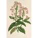 Scutellaria alborosea - Charles Antoine Lemaire — Ansicht des Kunstwerks