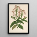 Scutellaria alborosea - Charles Antoine Lemaire — gerahmtes Bild an der Wand