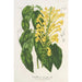 Scutellaria aurata - Charles Antoine Lemaire — Ansicht des Kunstwerks