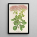 Sedum fabarium - Charles Antoine Lemaire — quadro incorniciato alla parete