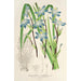 Reproduktion des Gemäldes Sisyrinchium multiflorum - Charles Antoine Lemaire