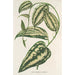 Smilax ornata - Charles Antoine Lemaire — Ansicht des Kunstwerks