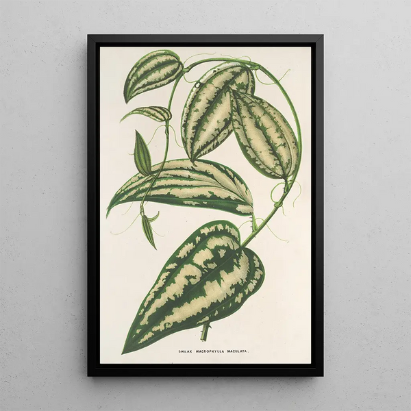 Charles Antoine Lemaire - Smilax ornata.webp
