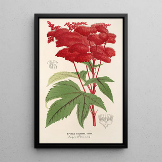 Charles Antoine Lemaire - Spira palmata.webp