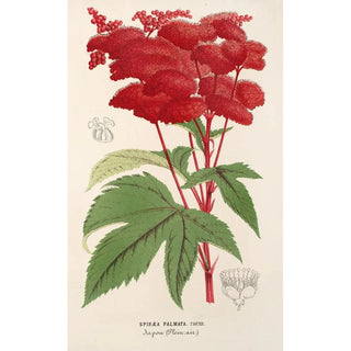 Charles Antoine Lemaire - Spira palmata.webp