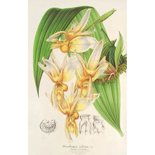 Charles Antoine Lemaire - Stanhopea radiosa.webp