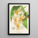 Stanhopea radiosa - Charles Antoine Lemaire — gerahmtes Bild an der Wand