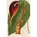 Riproduzione del dipinto Steudnera colocasifolia - Charles Antoine Lemaire