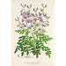 Reproduktion des Gemäldes Swainsona lessertiaefolia - Charles Antoine Lemaire