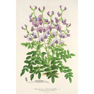 Charles Antoine Lemaire - Swainsona lessertiaefolia.webp