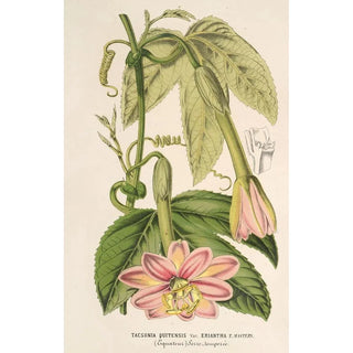 Charles Antoine Lemaire - Tacsonia quitensis var eriantha.webp