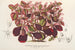 Teleianthera ficoidea var. versicolor - Charles Antoine Lemaire — Ansicht des Kunstwerks