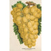 Trauben Thomson's Golden Champion - Charles Antoine Lemaire — Ansicht des Kunstwerks