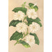 Thunbergia fragrans - Charles Antoine Lemaire — Ansicht des Kunstwerks