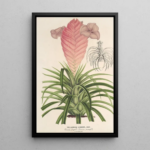 Charles Antoine Lemaire - Tilllandsia Lindeni.webp