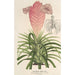 Reproduktion des Gemäldes Tillandsia Lindeni - Charles Antoine Lemaire