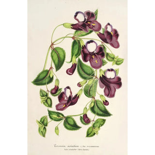 Charles Antoine Lemaire - Torenia asiatica.webp