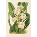 Trichopilia fragrans nobilis - Charles Antoine Lemaire — vista dell’opera