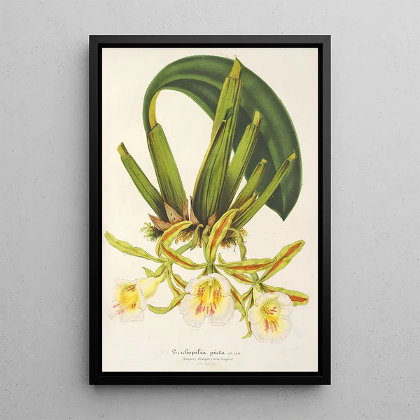 Charles Antoine Lemaire - Trichopilia picta.webp