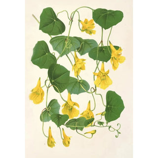Charles Antoine Lemaire - Tropolum chrysanthum.webp