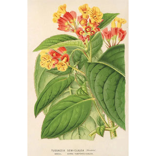 Charles Antoine Lemaire - Tussaccia semiclausa.webp
