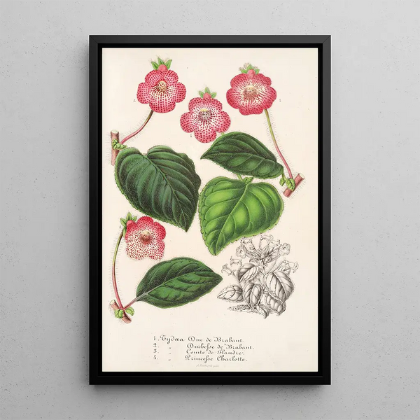 Charles Antoine Lemaire - Tydaea Varietes hybrides de.webp