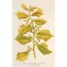 Riproduzione del dipinto Ulmus campestris var aurea - Charles Antoine Lemaire