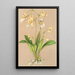 Utricularia montana - Charles Antoine Lemaire — gerahmtes Bild an der Wand
