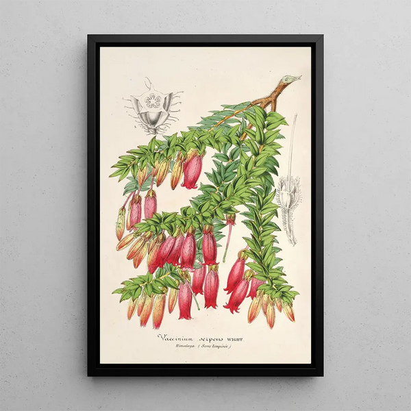 Charles Antoine Lemaire - Vaccinium serpens.webp