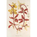 Vanda Lowii Lindl - Charles Antoine Lemaire — Ansicht des Kunstwerks