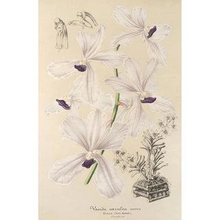 Charles Antoine Lemaire - Vanda crulea.webp