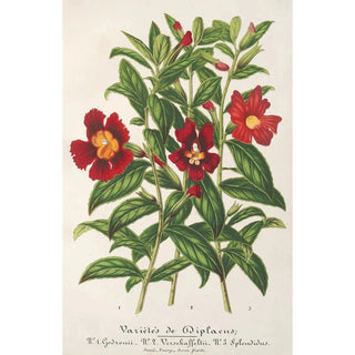 Charles Antoine Lemaire - Varits de Diplacus.webp