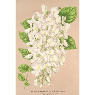 Charles Antoine Lemaire - Wisteria sinensis DC var albiflora.webp