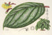 Witheringia pogonandra - Charles Antoine Lemaire — Ansicht des Kunstwerks
