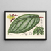 Witheringia pogonandra - Charles Antoine Lemaire — gerahmtes Bild an der Wand