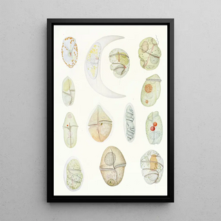 Charles Atwood Kofoid - The freeliving unarmored dinoflagellata pl 2.webp