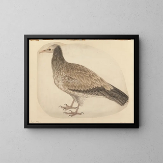 Charles Collins - Egyptian Vulture.webp