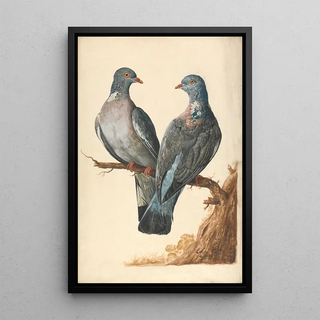Charles Collins - Two Wood Pigeons.webp