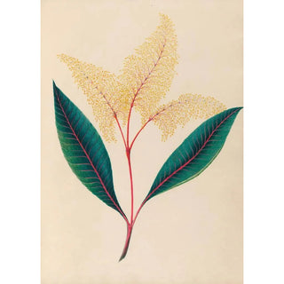 Charles Empson - Drawings of tropical flowers and fruits from South America Pl18.webp