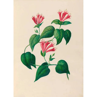 Charles Empson - Drawings of tropical flowers and fruits from South America Pl32.webp