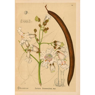 Charles Frederick Millspaugh - Medicinal Plants Pl002.webp