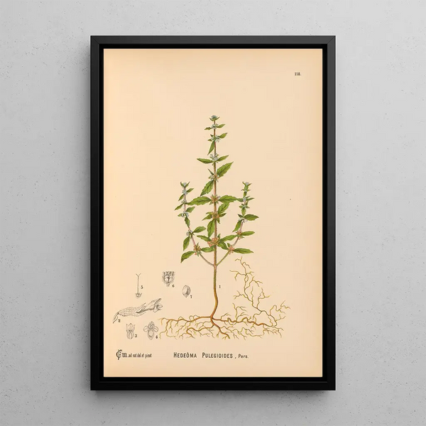 Charles Frederick Millspaugh - Medicinal Plants Pl011.webp