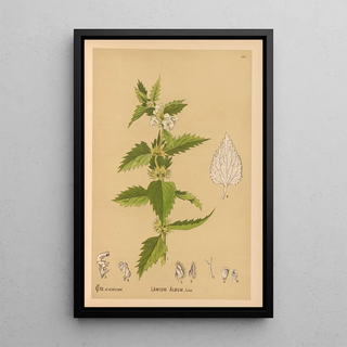 Charles Frederick Millspaugh - Medicinal Plants Pl015.webp